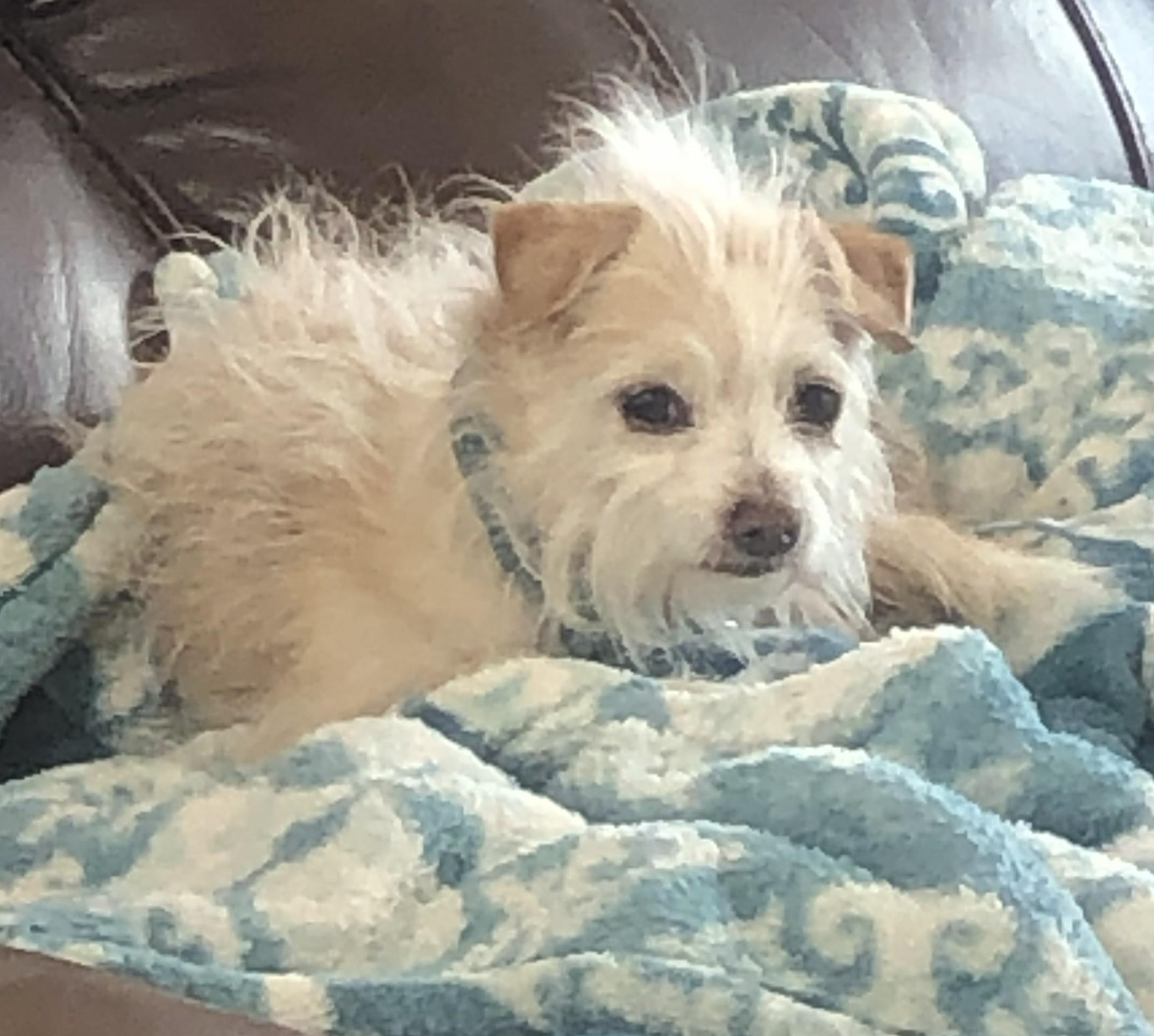 Enlarge Flan, a Adoptable mixed breed in Windsor, CO image 1/6