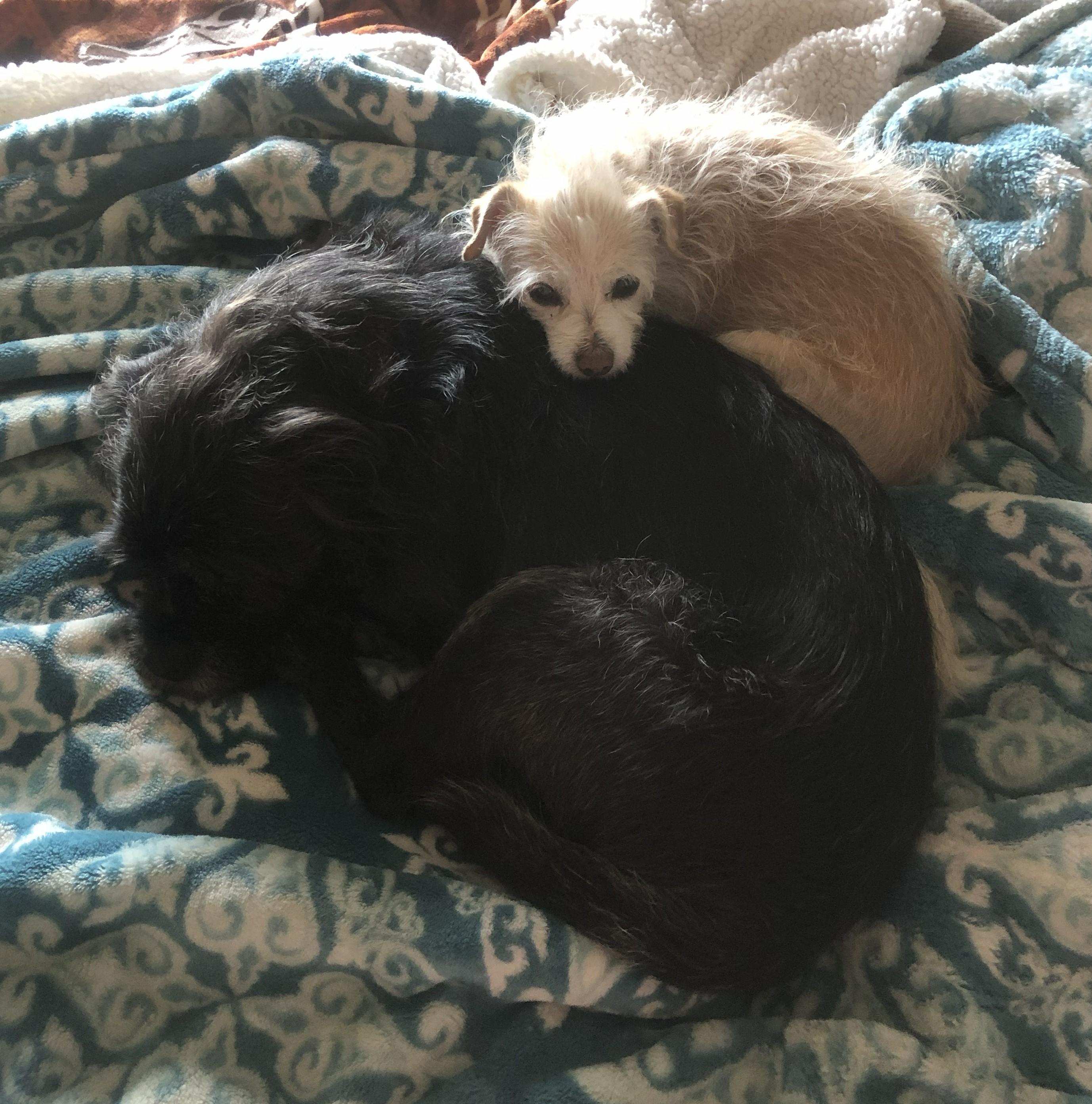 Enlarge Flan, a Adoptable mixed breed in Windsor, CO image 2/6