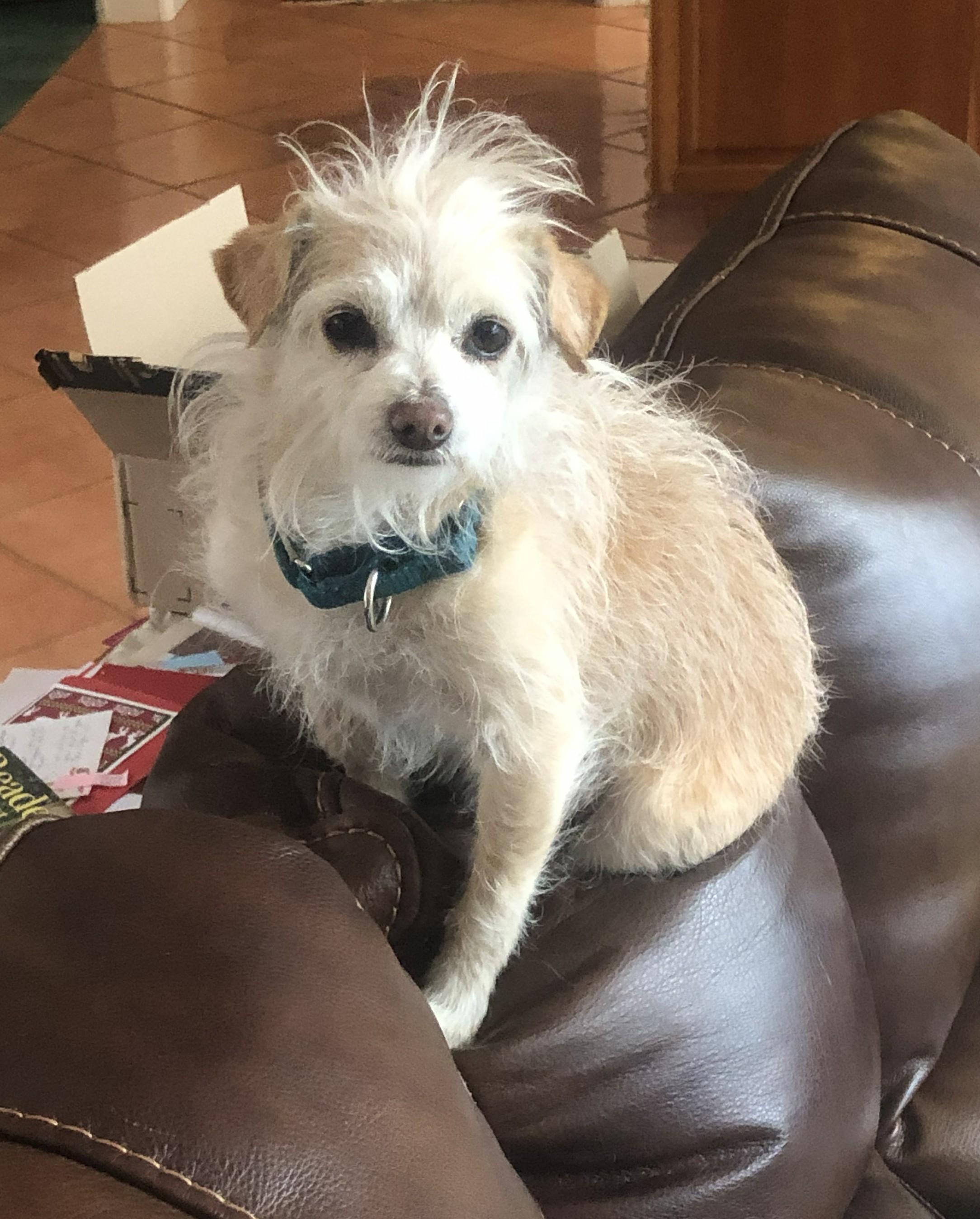 Enlarge Flan, a Adoptable mixed breed in Windsor, CO image 3/6