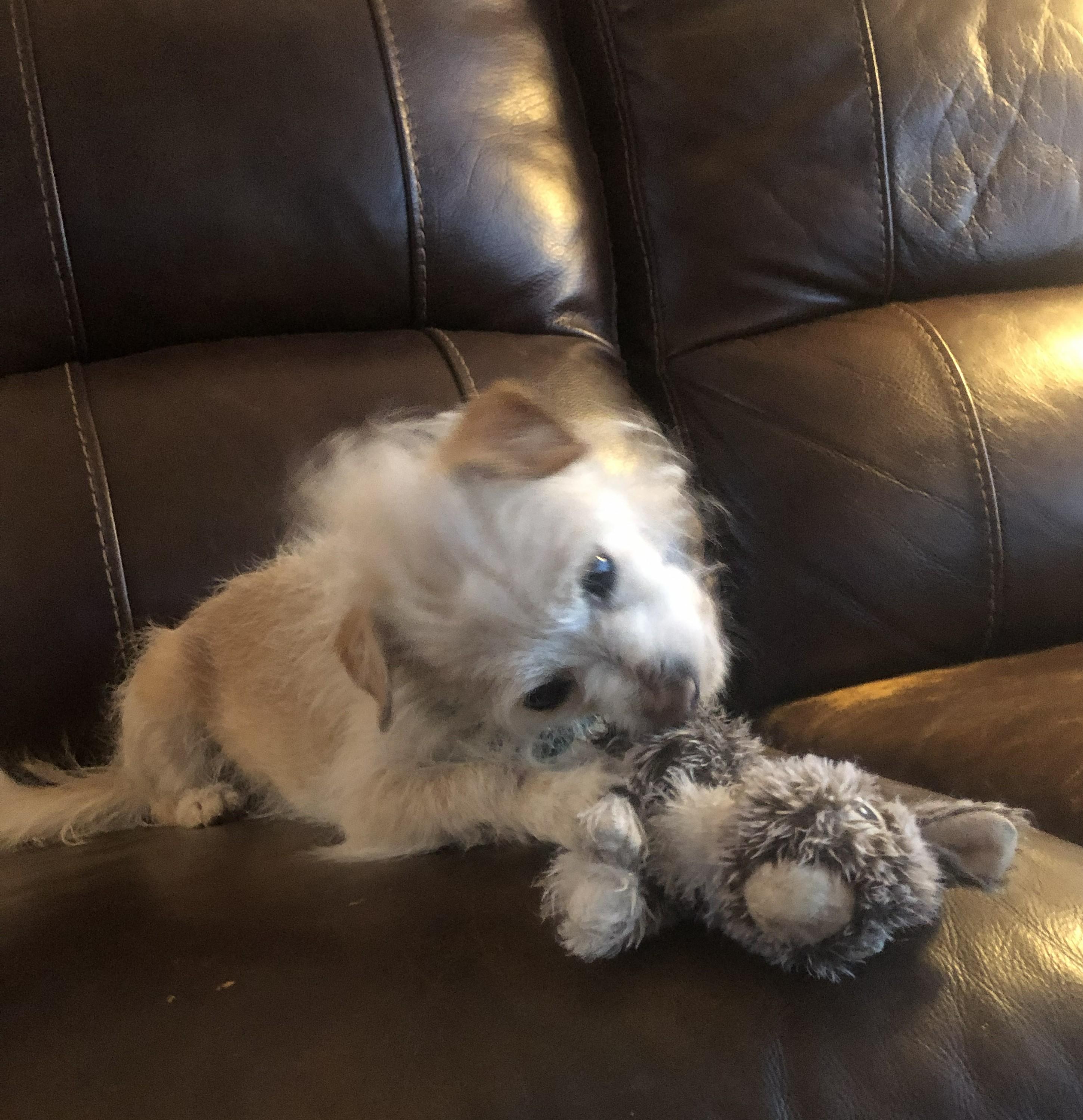 Enlarge Flan, a Adoptable mixed breed in Windsor, CO image 4/6