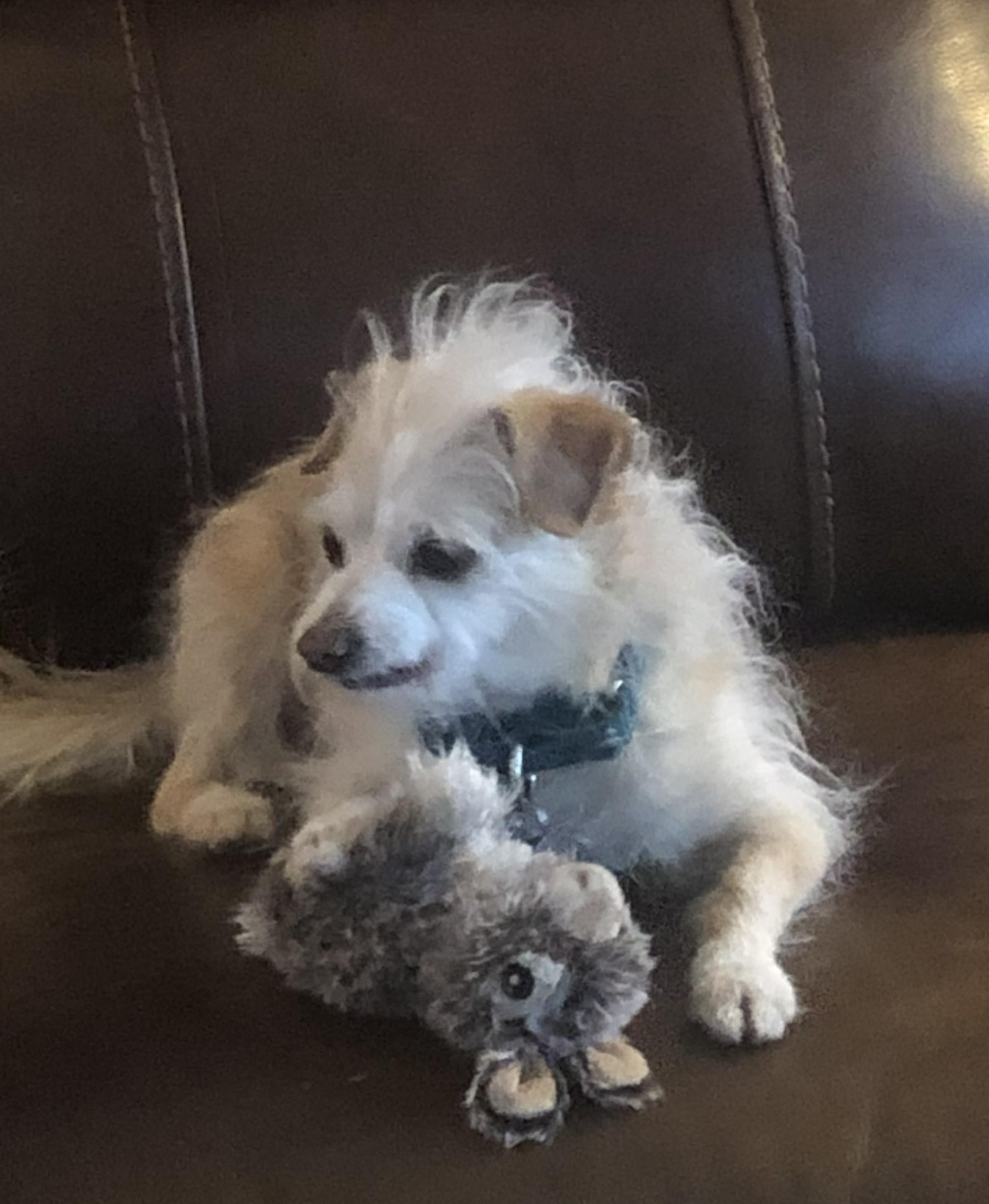 Enlarge Flan, a Adoptable mixed breed in Windsor, CO image 5/6