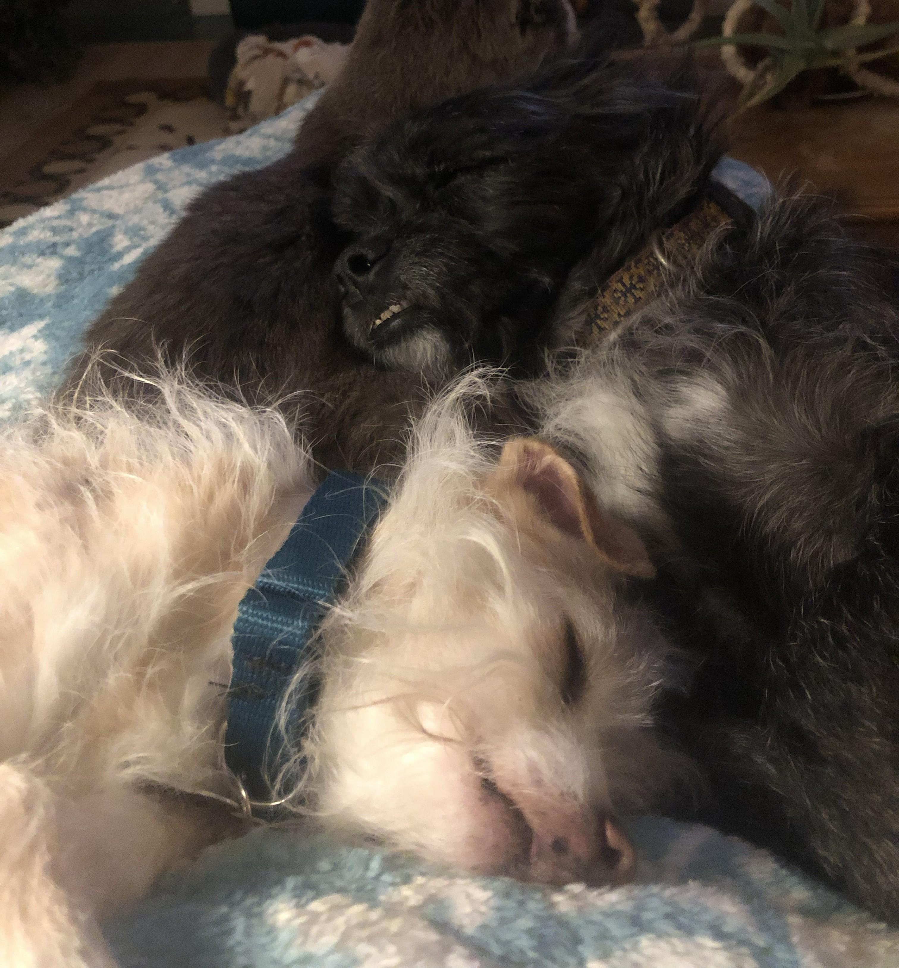 Enlarge Flan, a Adoptable mixed breed in Windsor, CO image 6/6