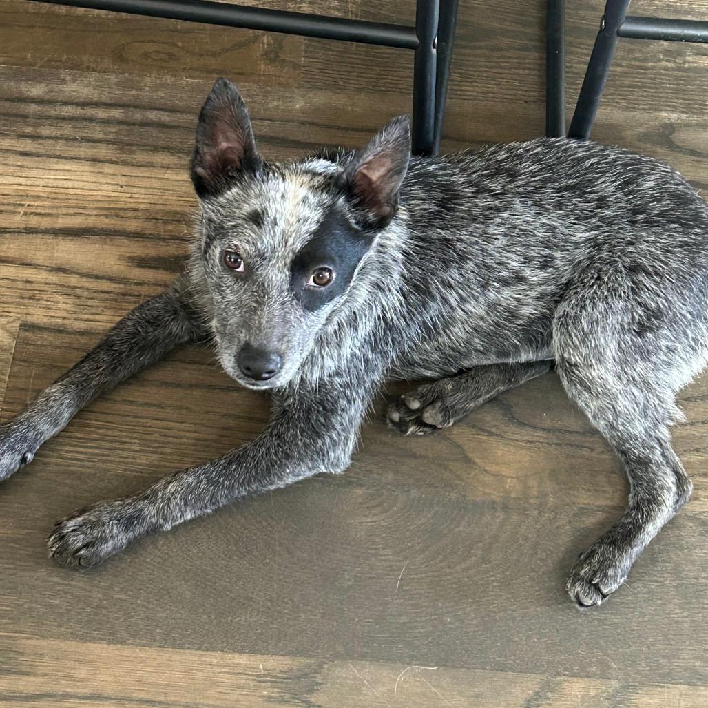 Enlarge Raven, a Adoptable Australian Cattle Dog / Blue Heeler in Pacifica, CA image 1/4