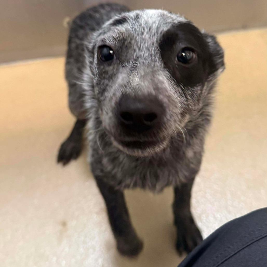 Enlarge Raven, a Adoptable Australian Cattle Dog / Blue Heeler in Pacifica, CA image 2/4
