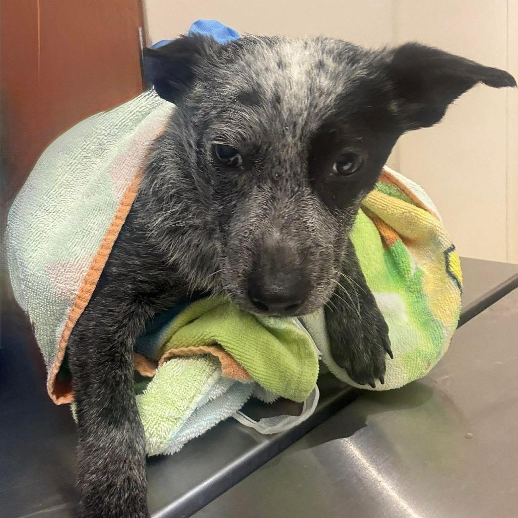 Enlarge Raven, a Adoptable Australian Cattle Dog / Blue Heeler in Pacifica, CA image 3/4