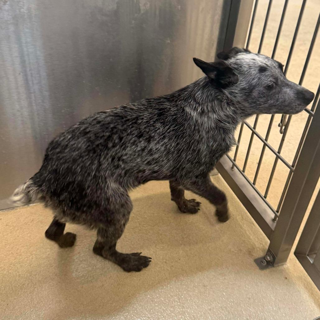 Enlarge Raven, a Adoptable Australian Cattle Dog / Blue Heeler in Pacifica, CA image 4/4