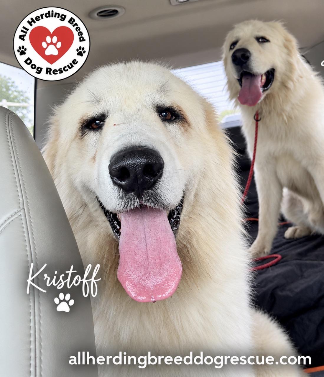 Enlarge Kristaff, a Adoptable Great Pyrenees in Joliet, IL image 2/5
