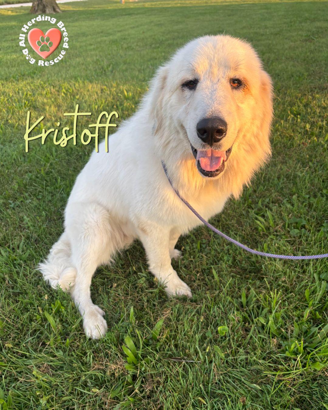 Enlarge Kristaff, a Adoptable Great Pyrenees in Joliet, IL image 5/5