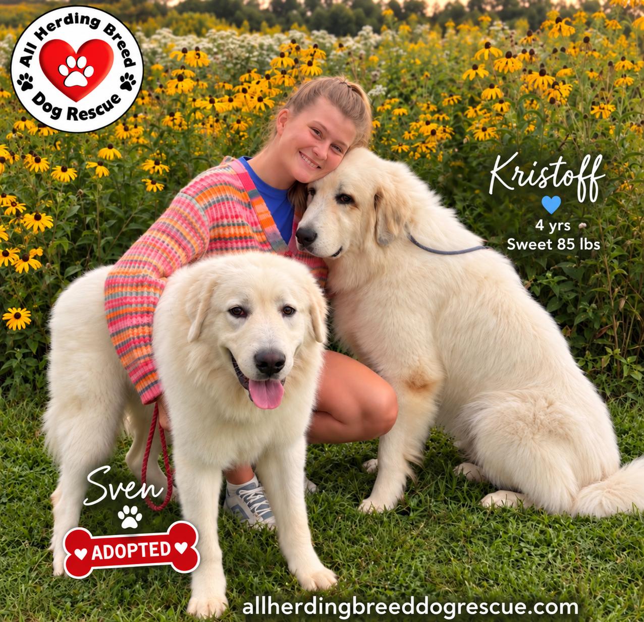 Enlarge Kristaff, a Adoptable Great Pyrenees in Joliet, IL image 1/5