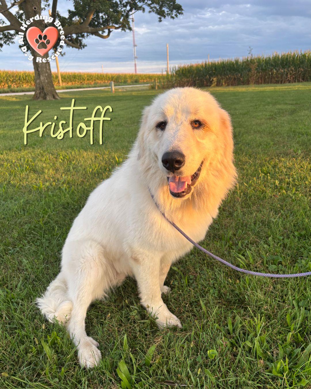 Enlarge Kristaff, a Adoptable Great Pyrenees in Joliet, IL image 3/5