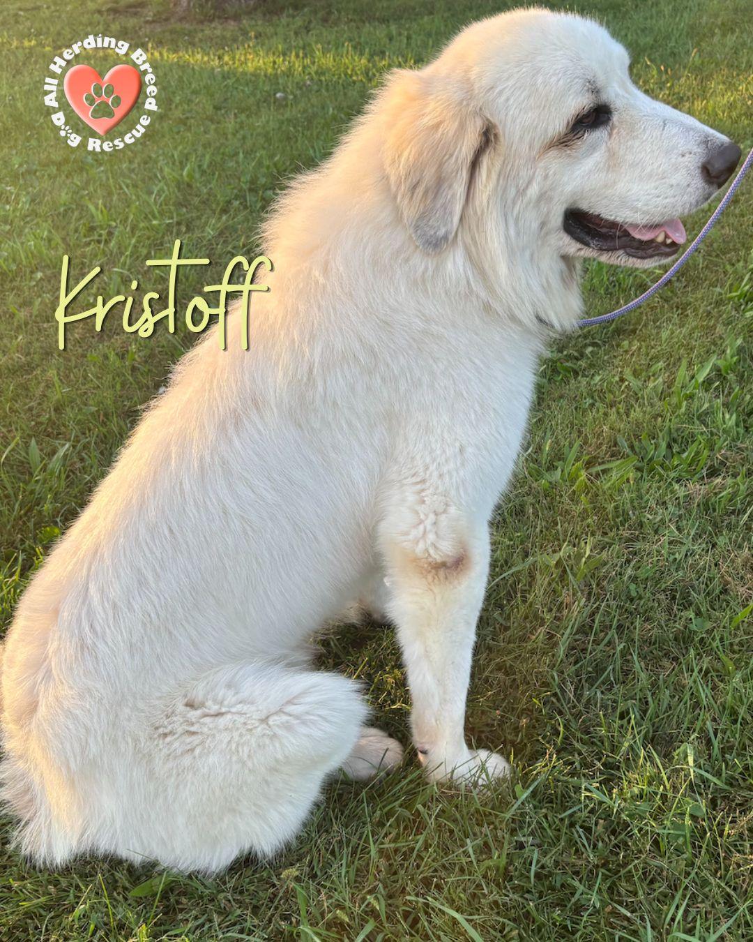 Enlarge Kristaff, a Adoptable Great Pyrenees in Joliet, IL image 4/5