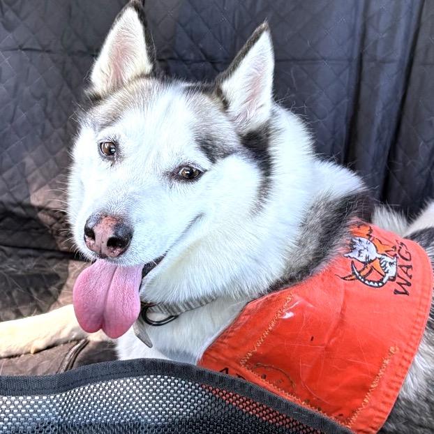 Dazy, Adoptable, Senior Female Husky.