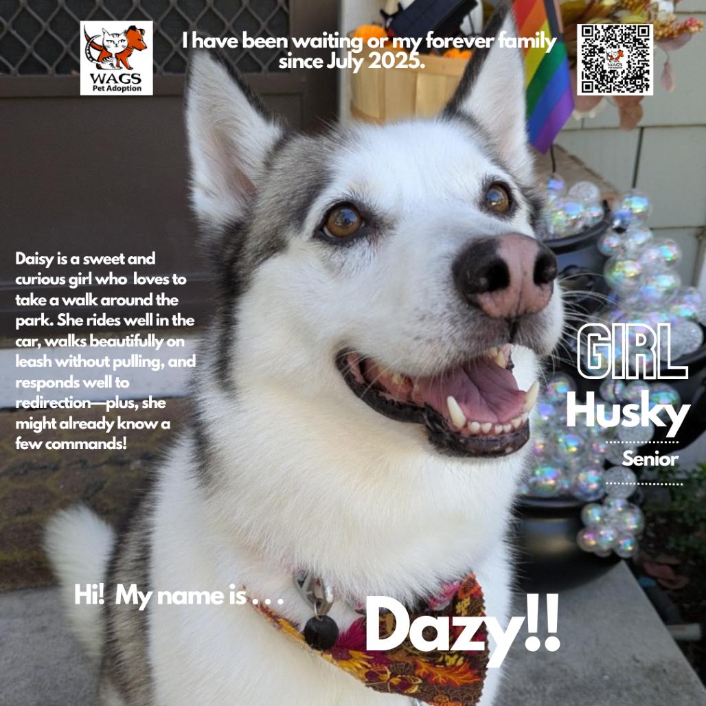 Enlarge Dazy, a Adoptable Husky in Westminster, CA image 2/6