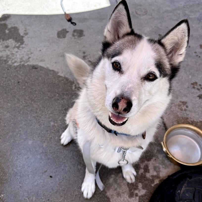 Enlarge Dazy, a Adoptable Husky in Westminster, CA image 3/6