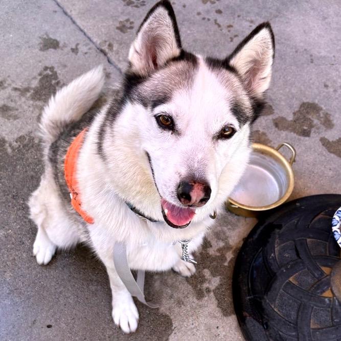 Enlarge Dazy, a Adoptable Husky in Westminster, CA image 4/6