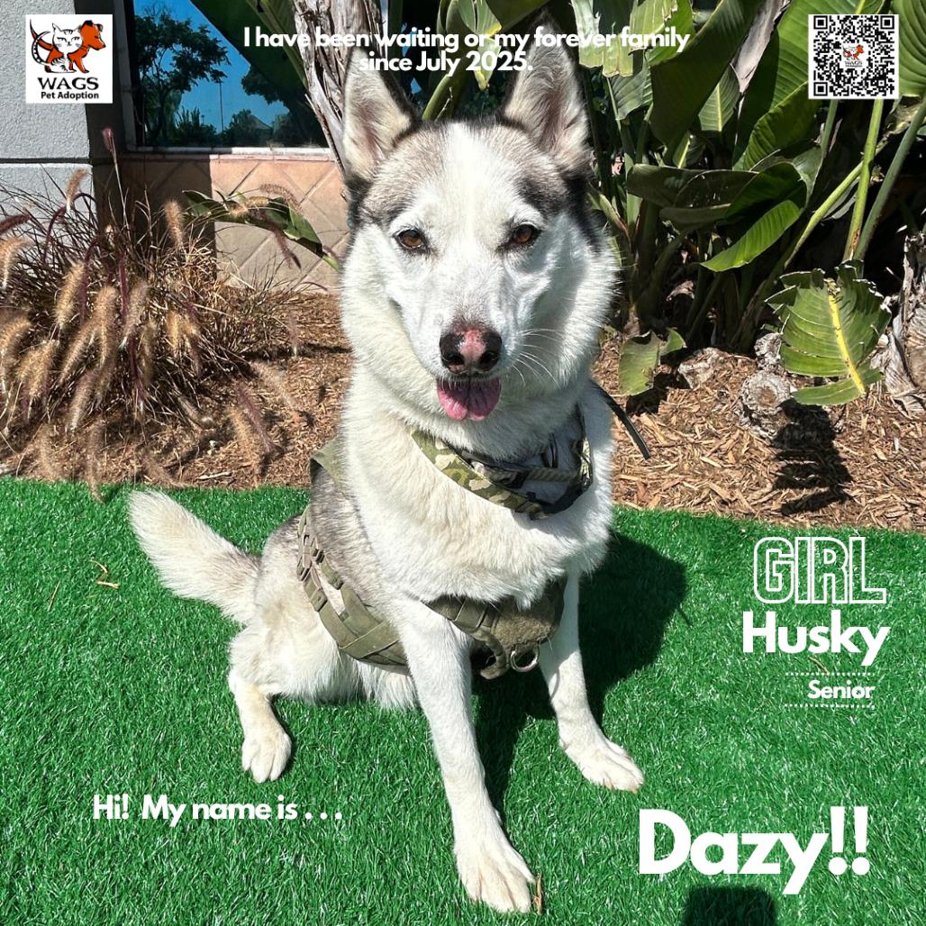 Enlarge Dazy, a Adoptable Husky in Westminster, CA image 5/6