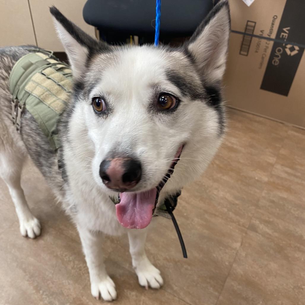 Enlarge Dazy, a Adoptable Husky in Westminster, CA image 6/6