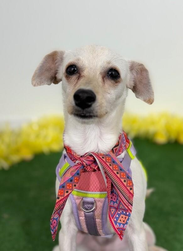 Kiki, adopted, Young Female Chihuahua & Mixed Breed.