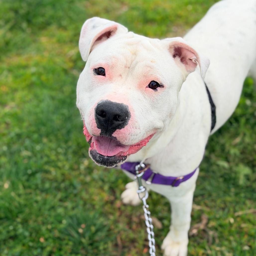 Enlarge Bubbles, a Adoptable mixed breed in Champaign, IL image 1/4