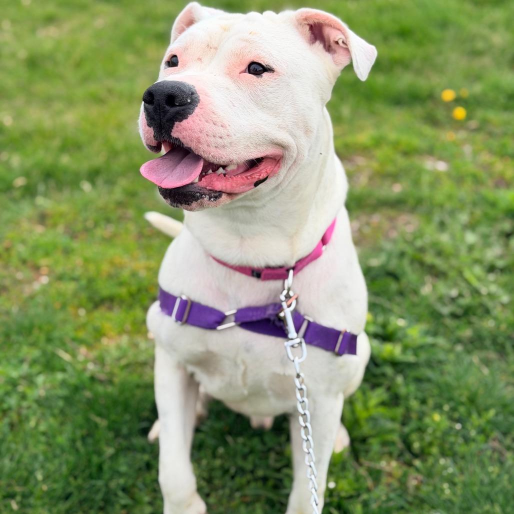 Enlarge Bubbles, a Adoptable mixed breed in Champaign, IL image 2/4