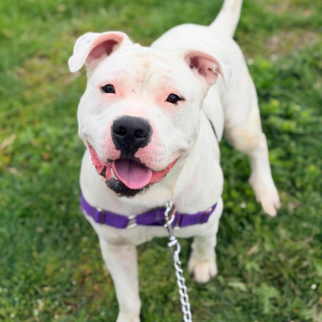Enlarge Bubbles, a Adoptable mixed breed in Champaign, IL image 3/4