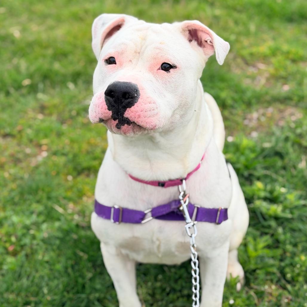 Enlarge Bubbles, a Adoptable mixed breed in Champaign, IL image 4/4