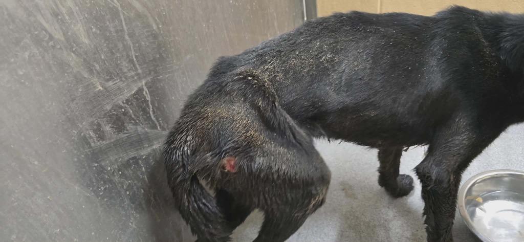 Enlarge Lucky, a Adoptable Mixed Breed in Hillsdale, IN image 1/4