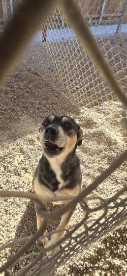 Enlarge Daisy, a Adoptable mixed breed in Cedar Hill, TX image 3/5