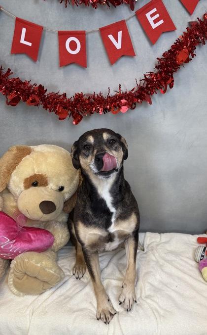 Enlarge Daisy, a Adoptable mixed breed in Cedar Hill, TX image 5/5