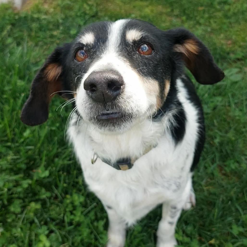 Enlarge Buddy, a ADOPTABLE mixed breed in Corydon, IN image 1/1