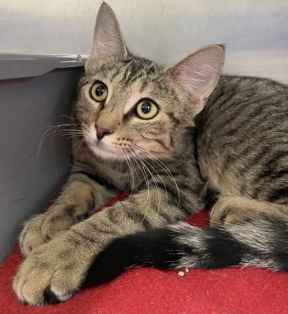 Enlarge Tommy, a ADOPTABLE mixed breed in Tinley Park, IL image 2/3