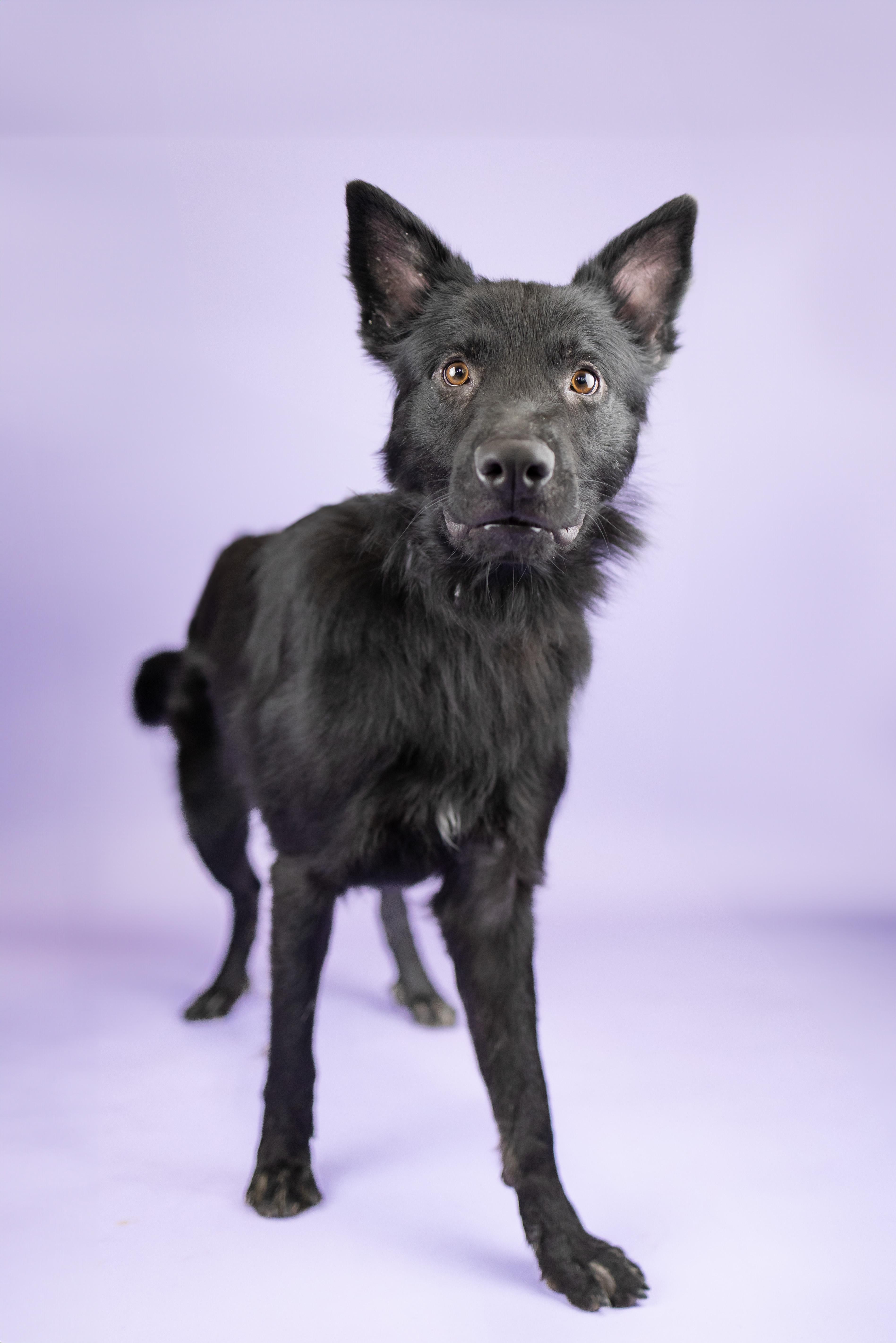 Enlarge Zacian, a Adoptable mixed breed in Portland, OR image 1/1