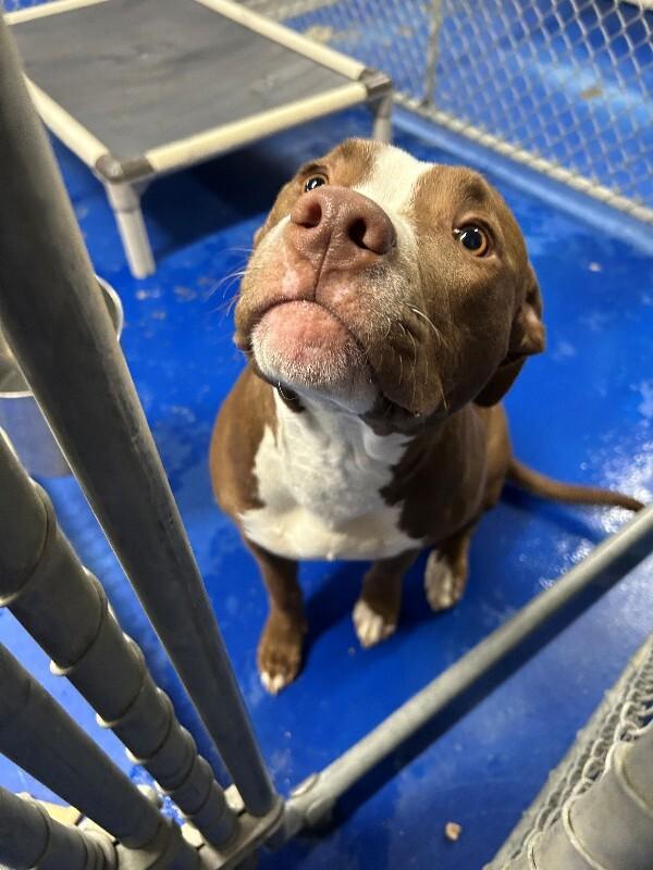 Mocha Latte, Adoptable, Adult Female Pit Bull Terrier.