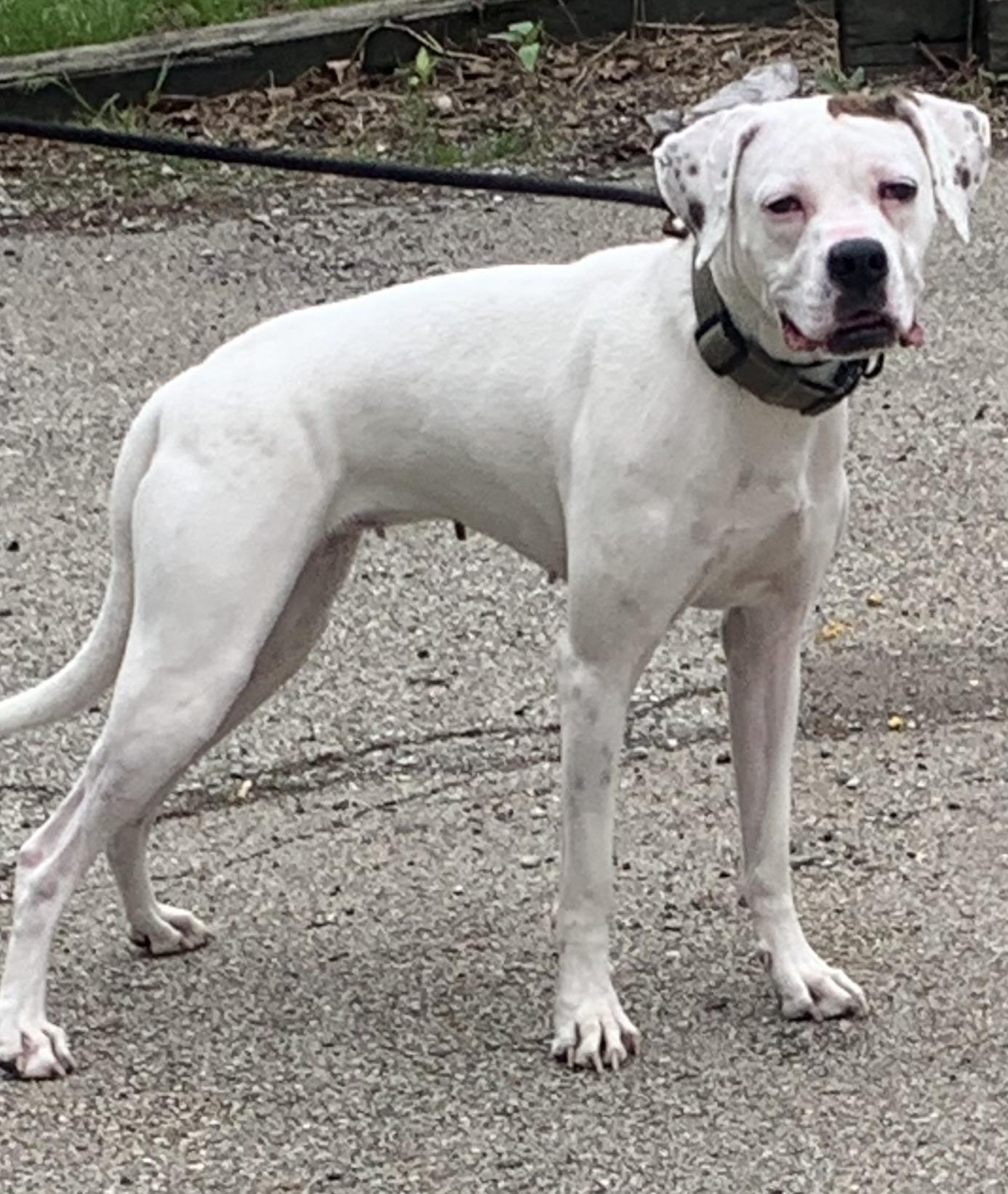 Enlarge Olive, a ADOPTABLE mixed breed in McKeesport, PA image 5/5