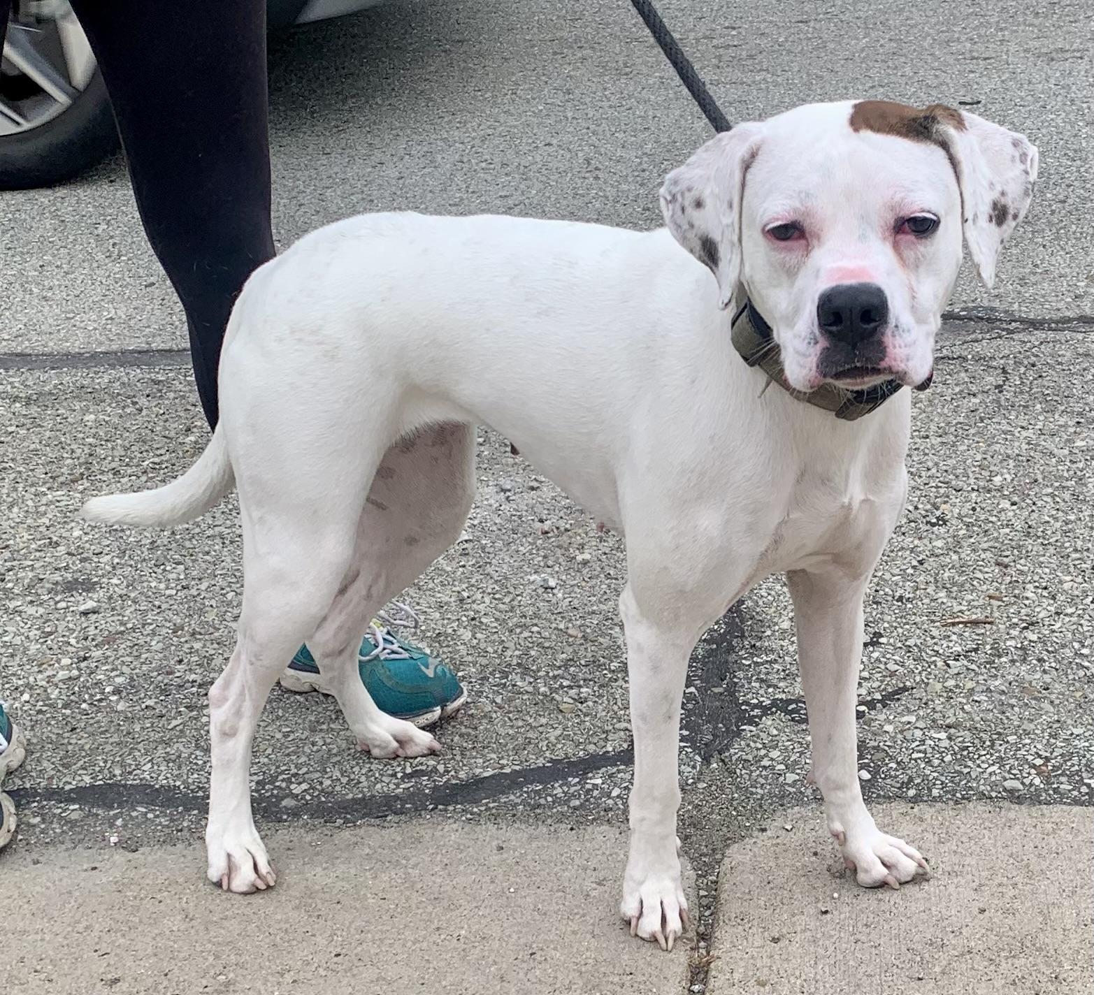 Enlarge Olive, a ADOPTABLE mixed breed in McKeesport, PA image 3/5