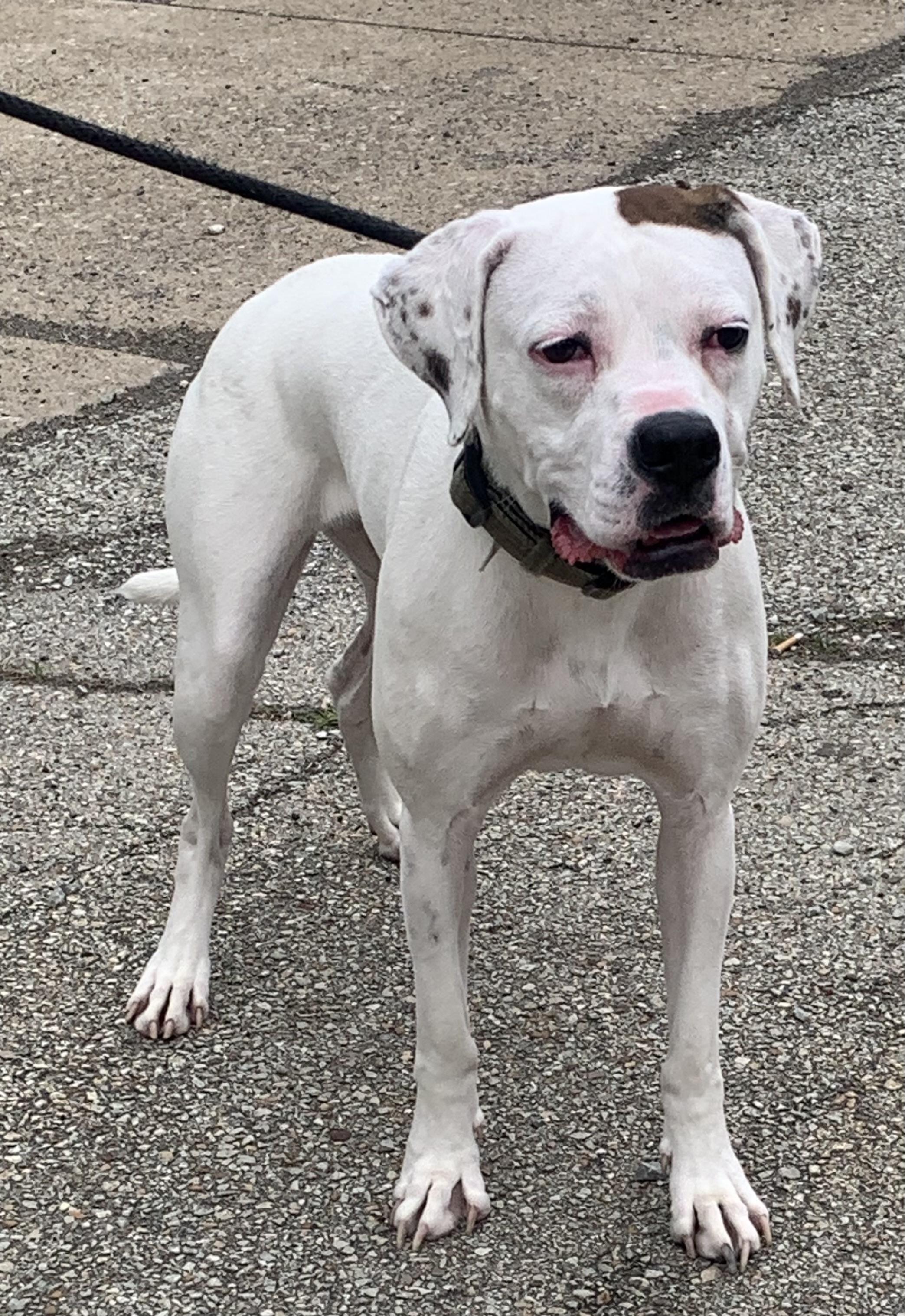 Enlarge Olive, a ADOPTABLE mixed breed in McKeesport, PA image 2/5