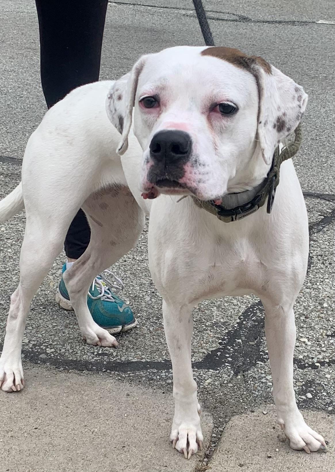 Enlarge Olive, a ADOPTABLE mixed breed in McKeesport, PA image 4/5