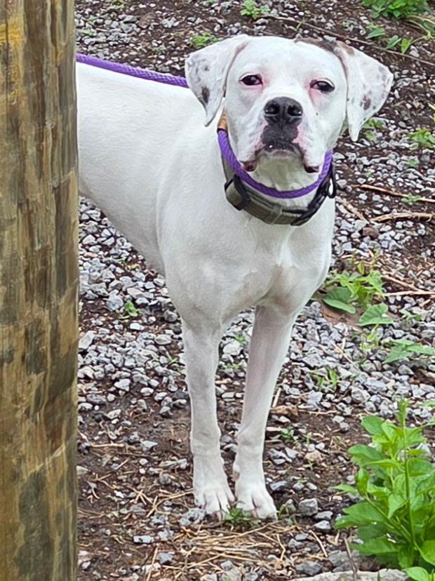 Enlarge Olive, a ADOPTABLE mixed breed in McKeesport, PA image 1/5