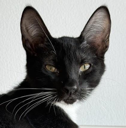 Fozzie, Adoptable, Kitten Male Domestic Short Hair & Domestic Short Hair.
