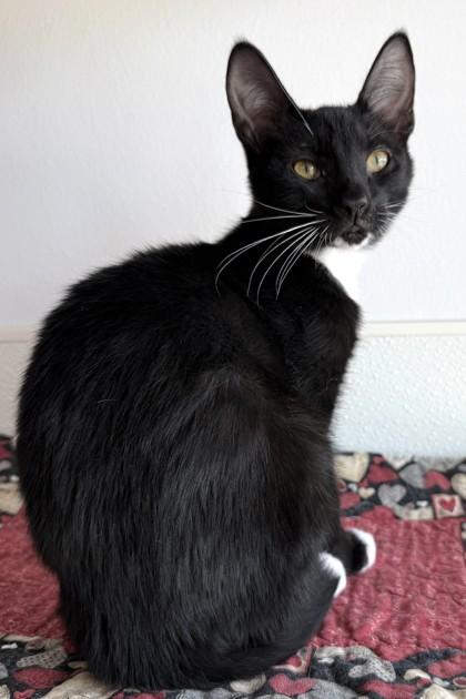 Enlarge Fozzie, a Adoptable mixed breed in Venice, FL image 3/3