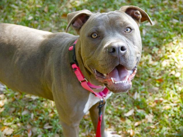 SLATE, Adoptable, Adult Male Staffordshire Bull Terrier & Mixed Breed.