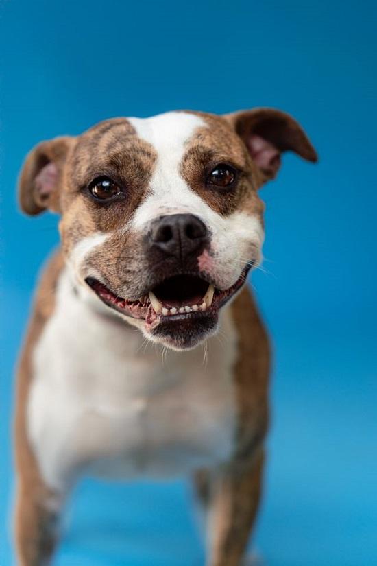 Enlarge JUNIPER, a ADOPTABLE Terrier in Pegram, TN image 1/6