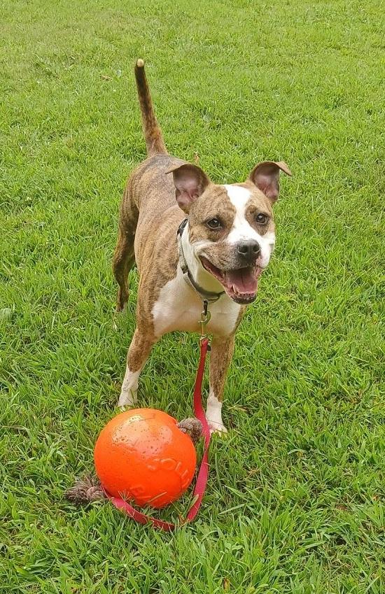 Enlarge JUNIPER, a ADOPTABLE Terrier in Pegram, TN image 2/6