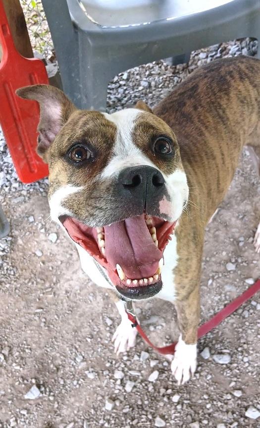 Enlarge JUNIPER, a ADOPTABLE Terrier in Pegram, TN image 4/6