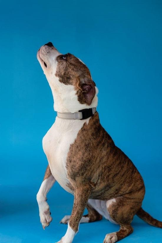 Enlarge JUNIPER, a ADOPTABLE Terrier in Pegram, TN image 3/6