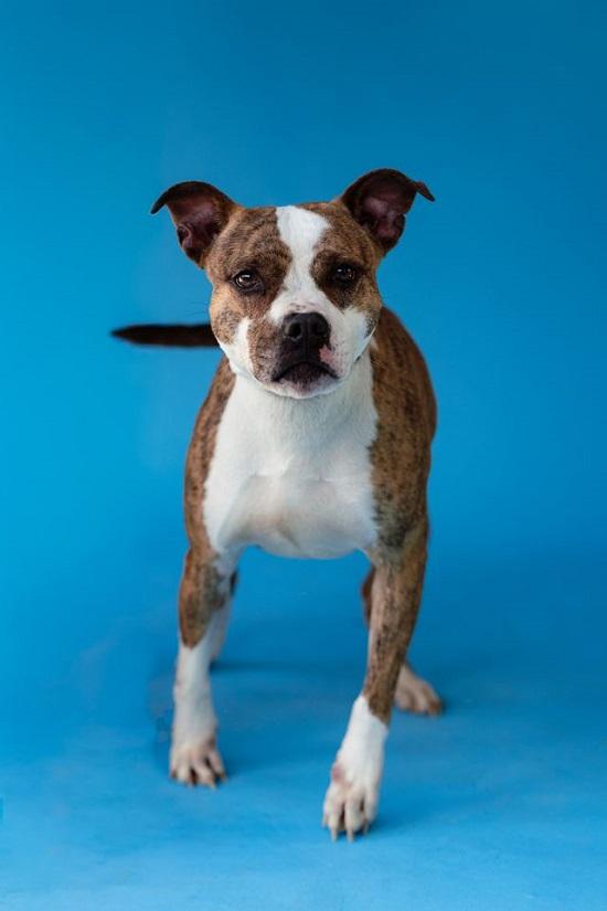 Enlarge JUNIPER, a ADOPTABLE Terrier in Pegram, TN image 5/6