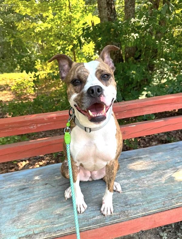 Enlarge JUNIPER, a Adoptable Terrier in Pegram, TN image 2/6