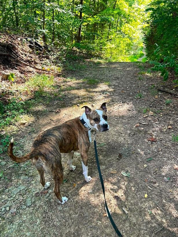Enlarge JUNIPER, a Adoptable Terrier in Pegram, TN image 6/6