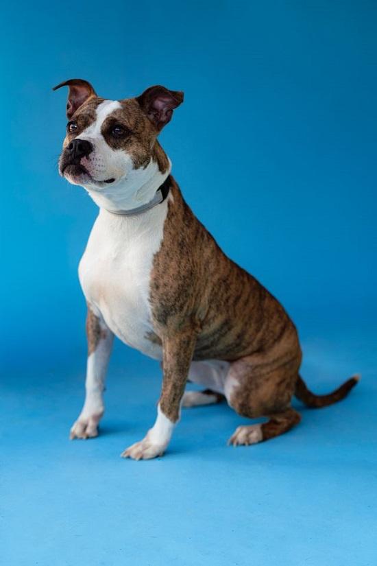 Enlarge JUNIPER, a ADOPTABLE Terrier in Pegram, TN image 6/6