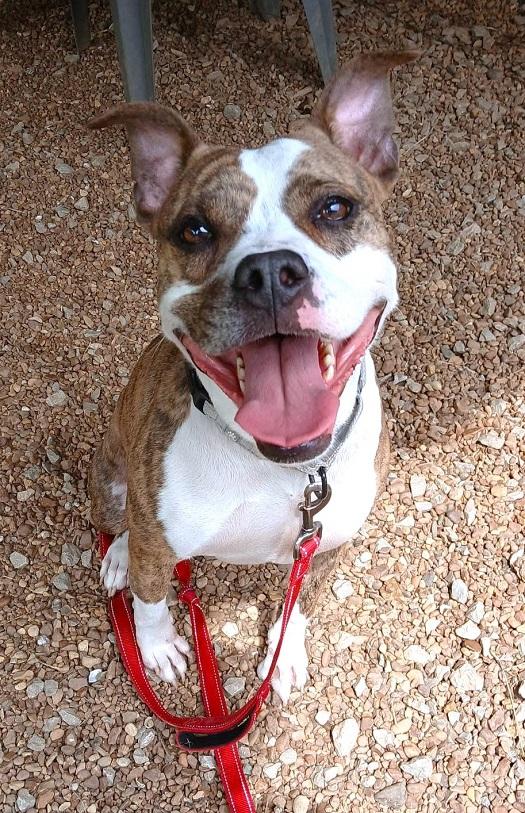 Enlarge JUNIPER, a Adoptable Terrier in Pegram, TN image 5/6